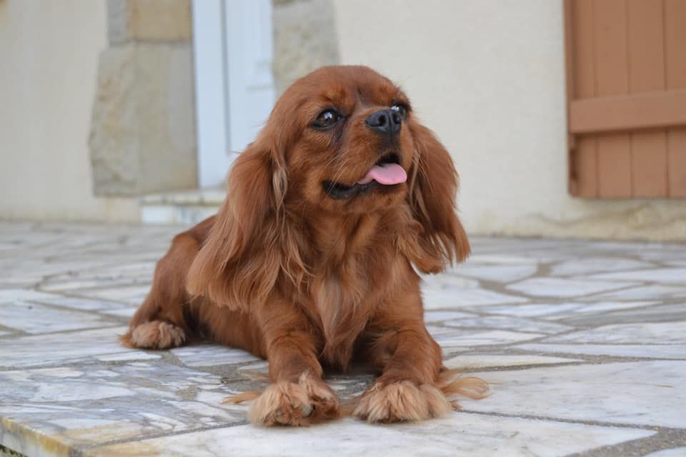 Les Cavalier King Charles Spaniel de l'affixe Blue Moon Secrets