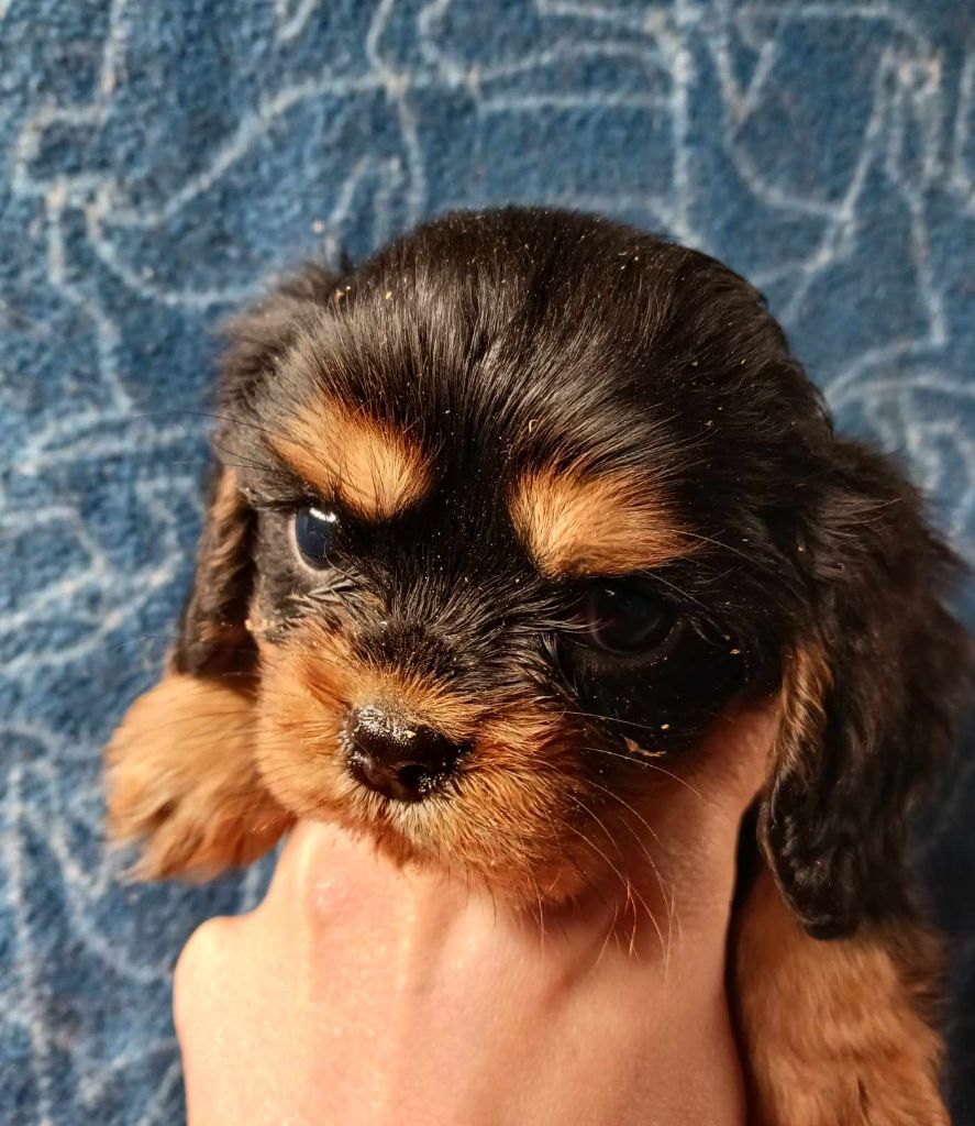 Blue Moon Secrets - Chiot disponible  - Cavalier King Charles Spaniel