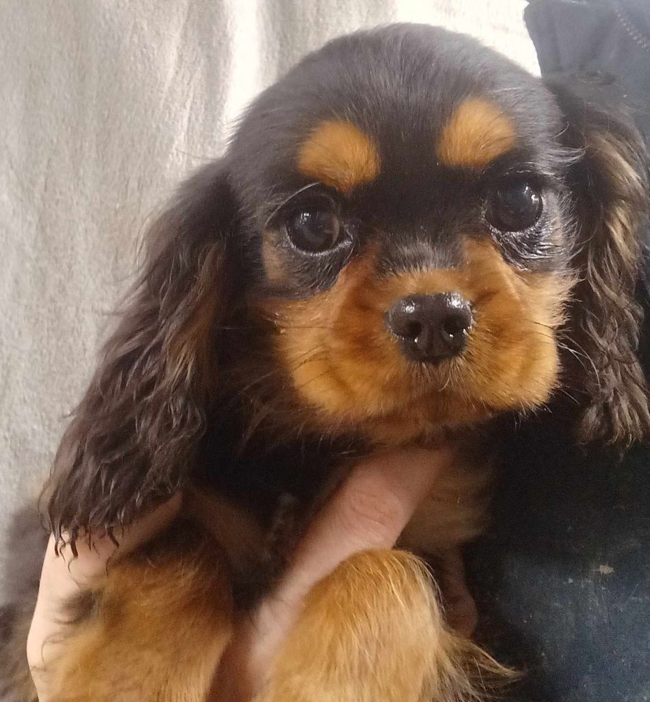 Blue Moon Secrets - Chiot disponible  - Cavalier King Charles Spaniel