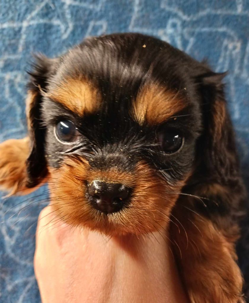 Blue Moon Secrets - Chiot disponible  - Cavalier King Charles Spaniel