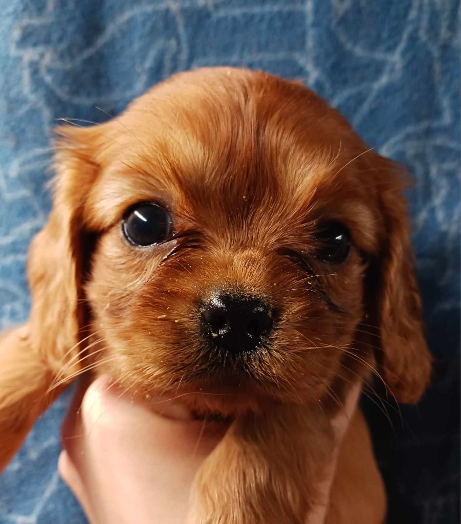 Blue Moon Secrets - Chiot disponible  - Cavalier King Charles Spaniel