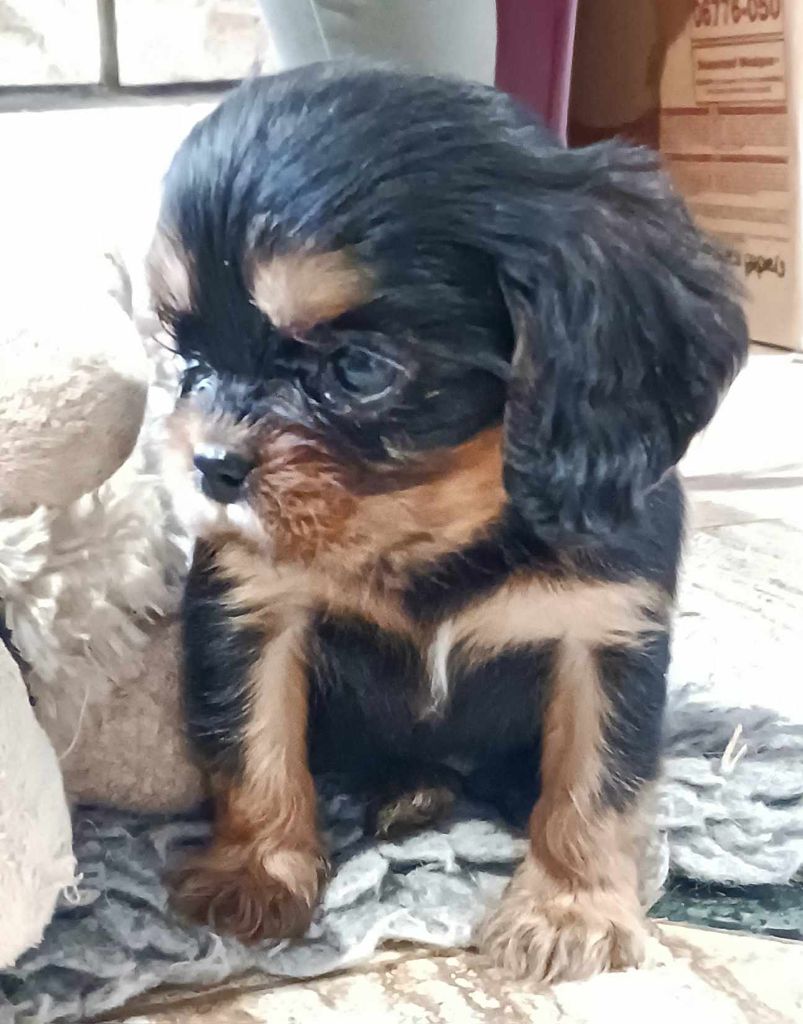 Blue Moon Secrets - Chiot disponible  - Cavalier King Charles Spaniel