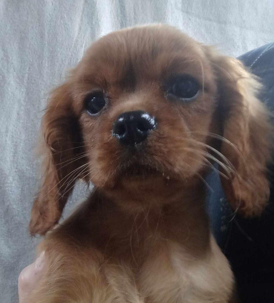 Blue Moon Secrets - Chiot disponible  - Cavalier King Charles Spaniel