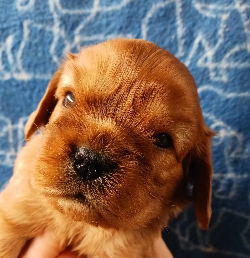 Blue Moon Secrets - Chiot disponible  - Cavalier King Charles Spaniel