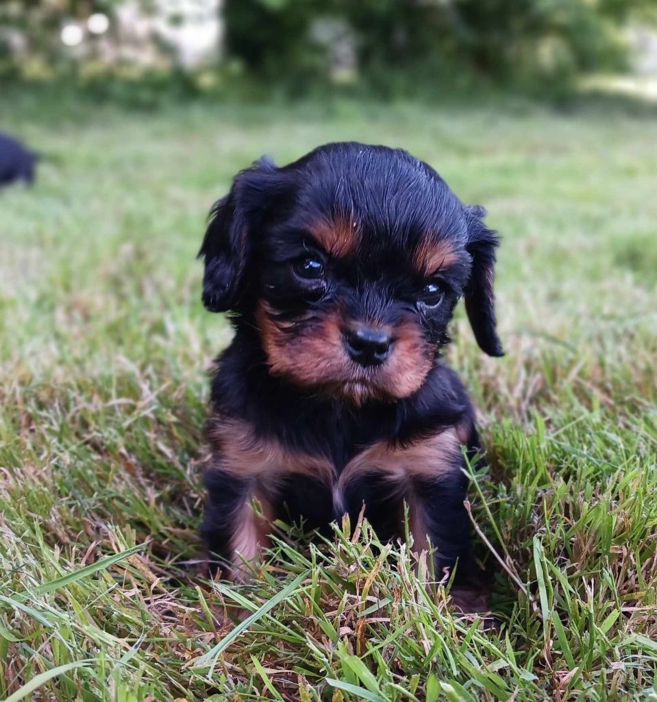 chiot Cavalier King Charles Spaniel Blue Moon Secrets