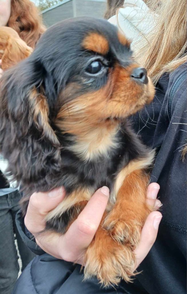 Blue Moon Secrets - Chiot disponible  - Cavalier King Charles Spaniel