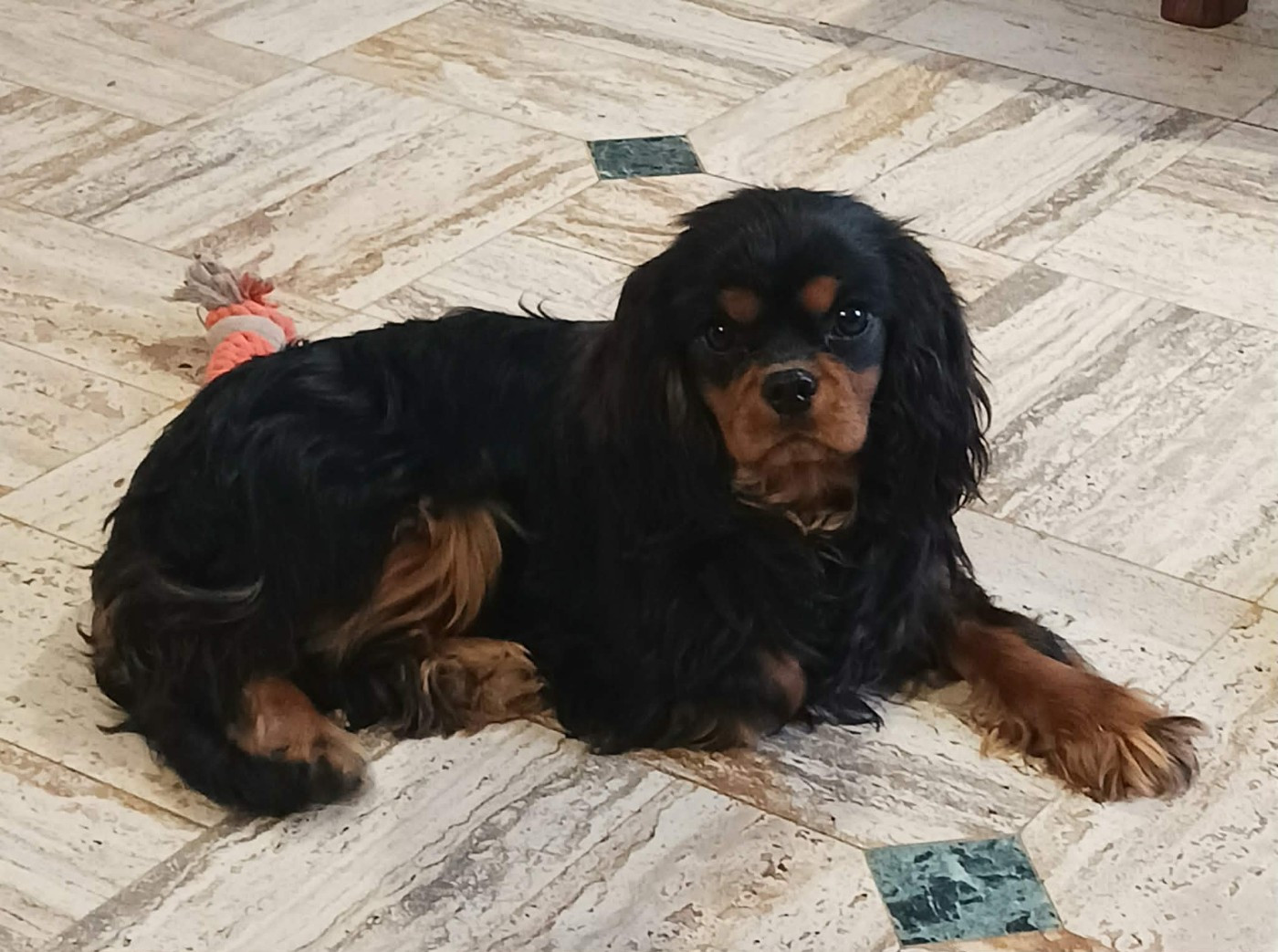 Disponibilité chiots