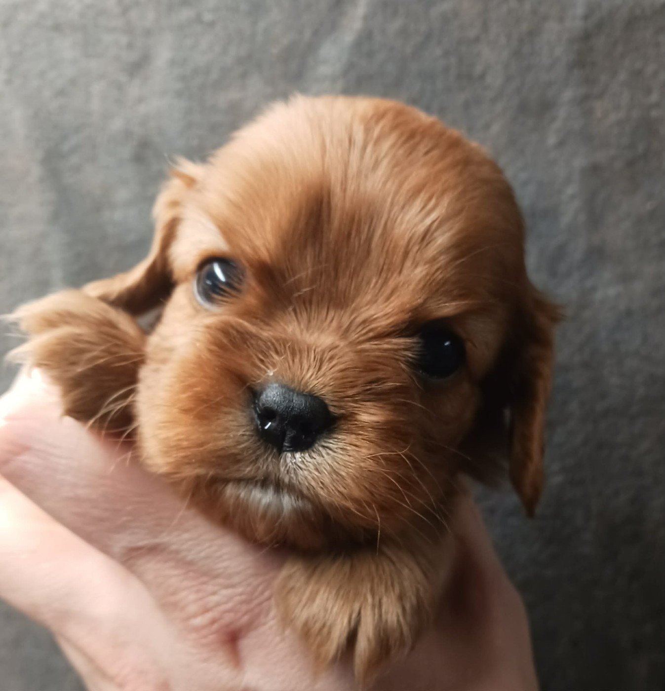 Disponibilité chiots Mars 2026