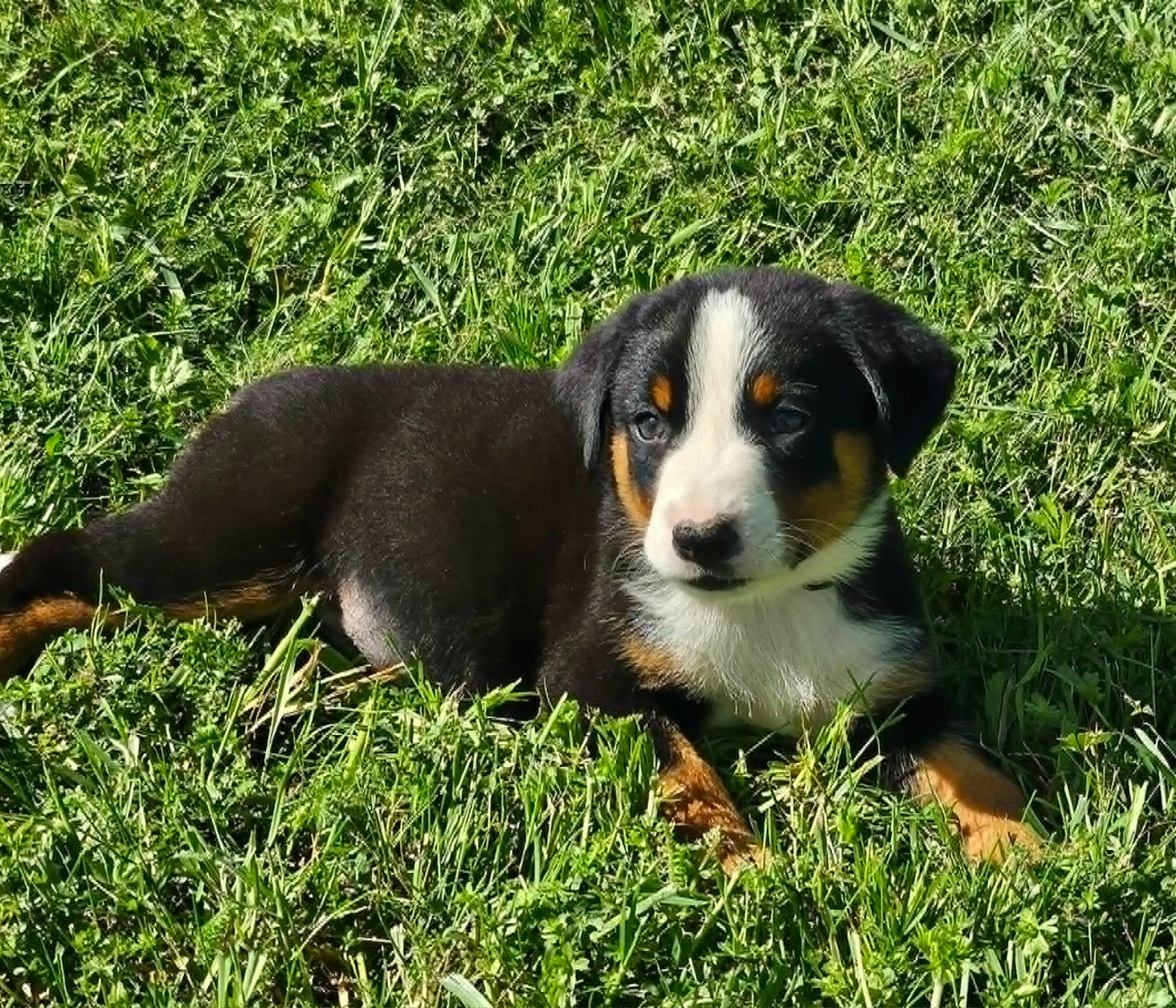 Chiots disponibles à la réservation