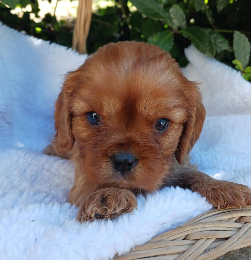 Blue Moon Secrets - Cavalier King Charles Spaniel - Portée née le 08/06/2025