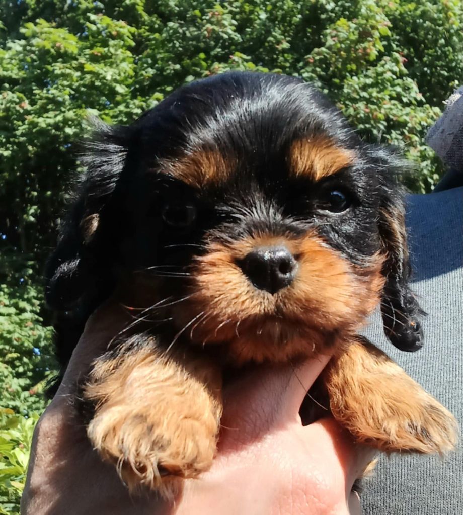 Blue Moon Secrets - Chiots disponibles - Cavalier King Charles Spaniel
