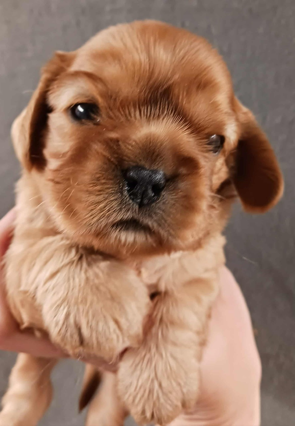 Chiot Cavalier King Charles Spaniel Blue Moon Secrets