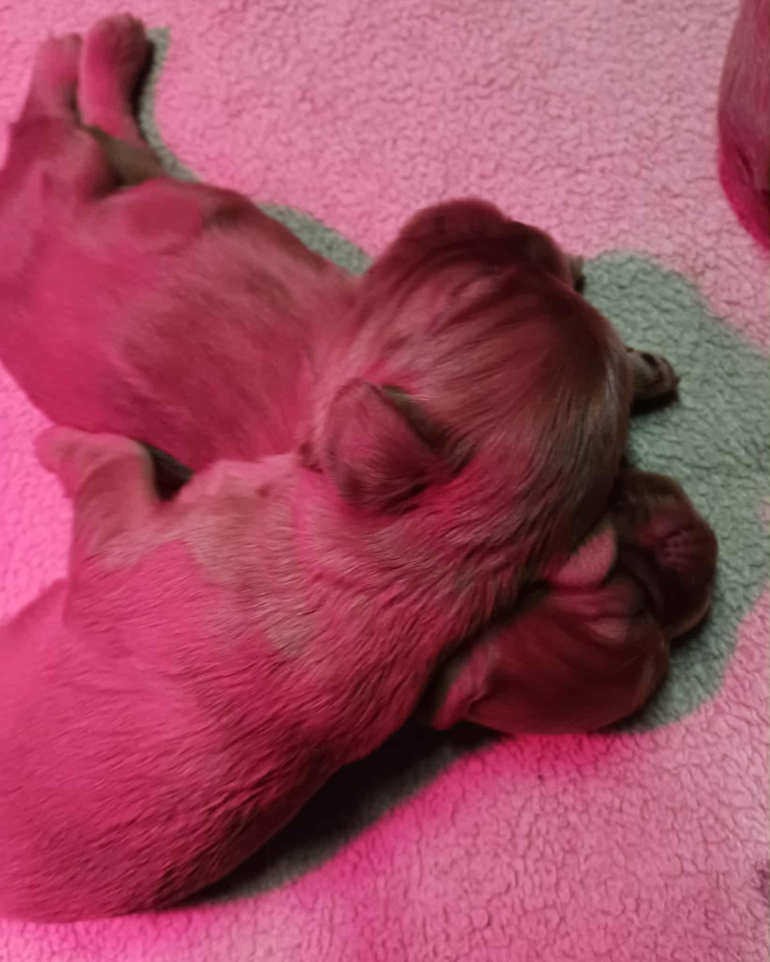 Blue Moon Secrets - Chiots disponibles - Cavalier King Charles Spaniel