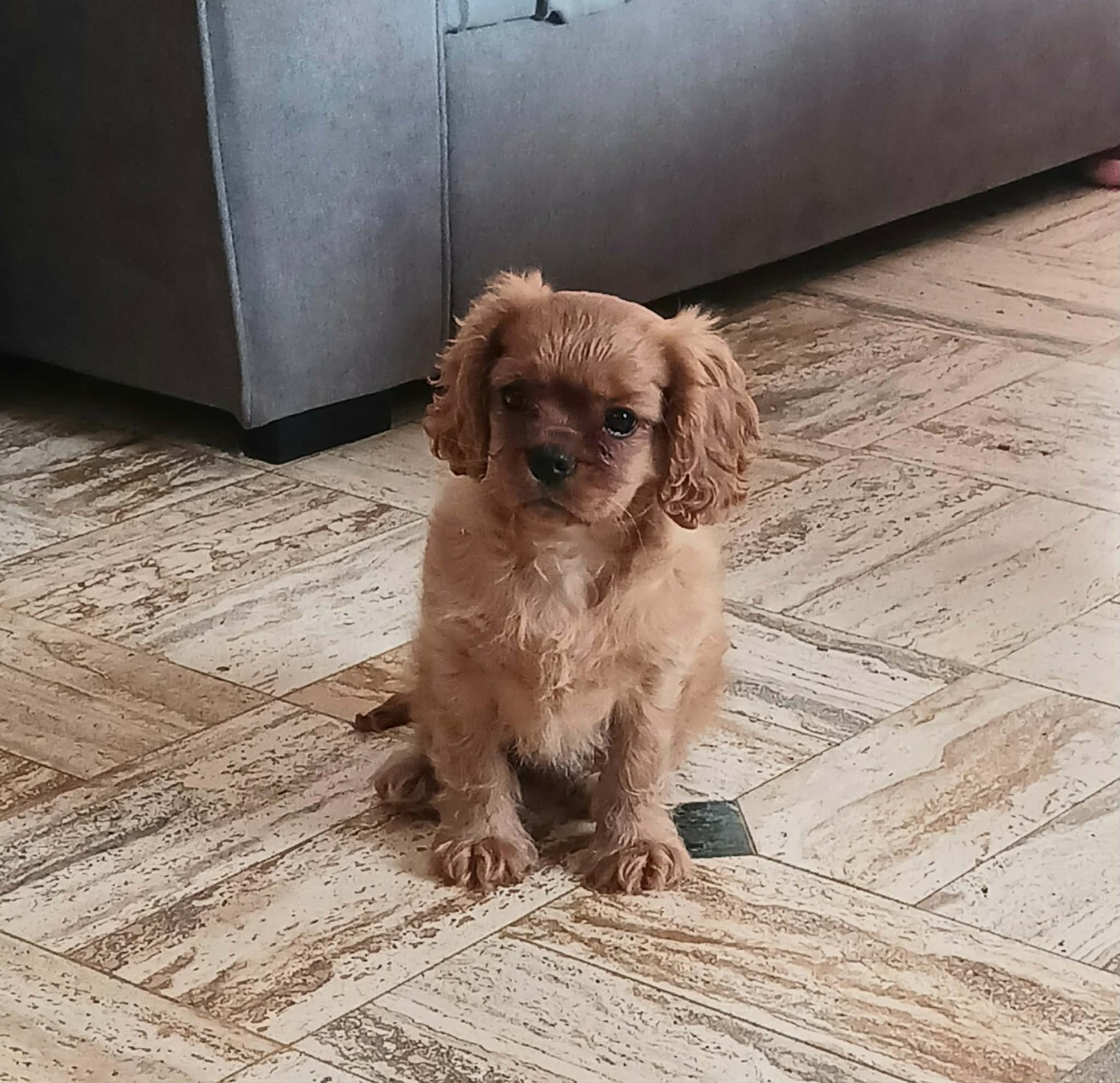 Chiot Cavalier King Charles Spaniel Blue Moon Secrets