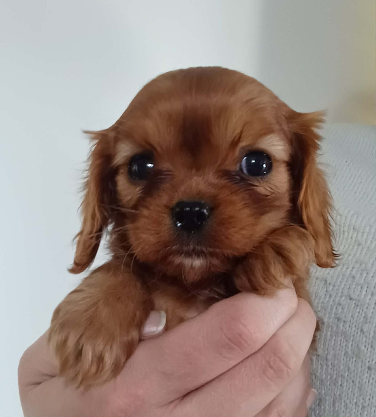 Blue Moon Secrets - Chiots disponibles - Cavalier King Charles Spaniel