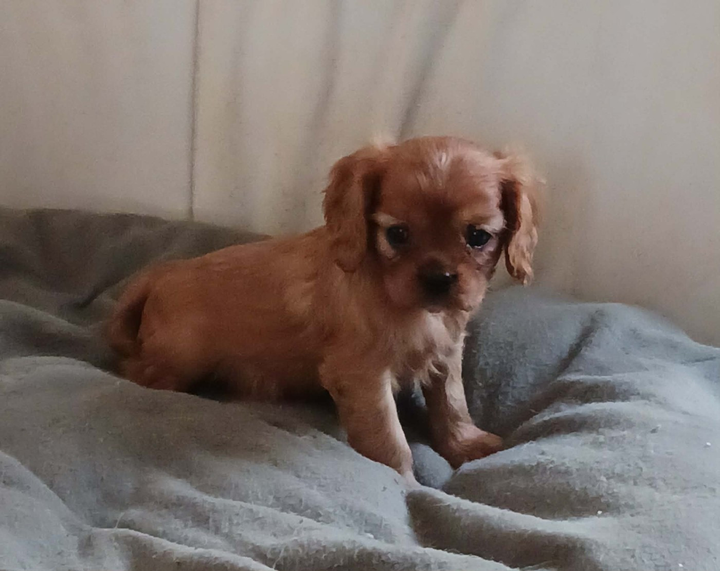 Blue Moon Secrets - Chiots disponibles - Cavalier King Charles Spaniel