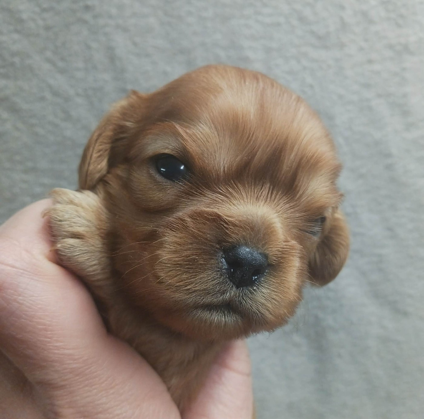 Blue Moon Secrets - Chiots disponibles - Cavalier King Charles Spaniel