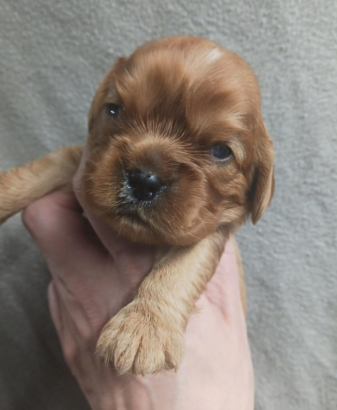 Blue Moon Secrets - Chiots disponibles - Cavalier King Charles Spaniel