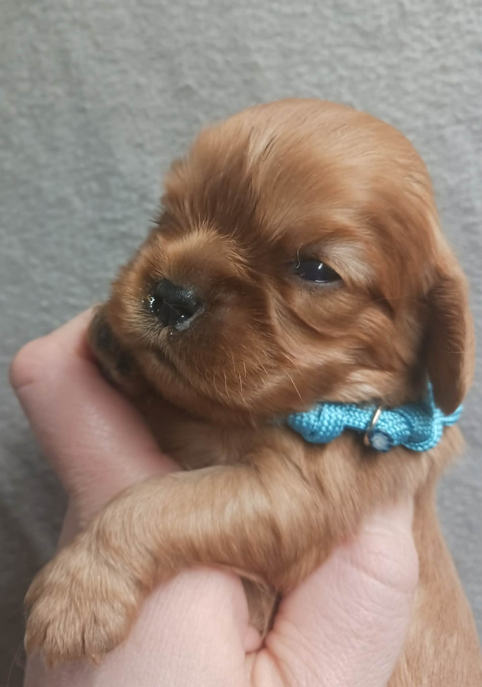 Blue Moon Secrets - Chiots disponibles - Cavalier King Charles Spaniel