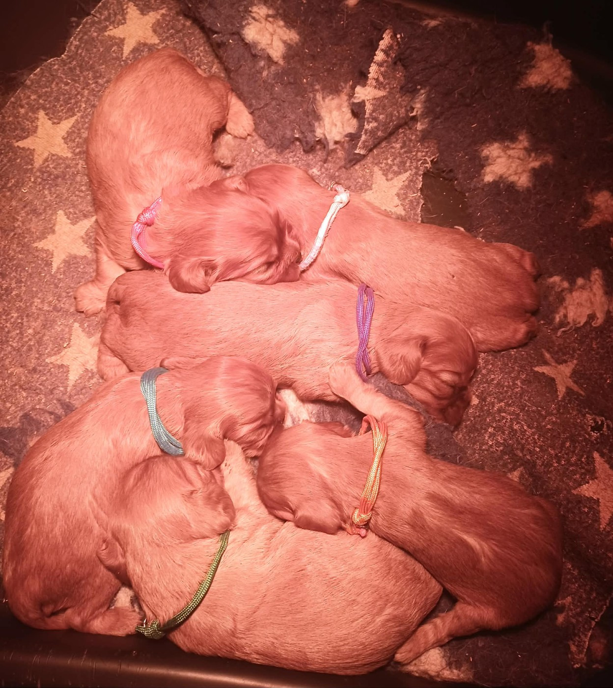 Chiot Cavalier King Charles Spaniel Blue Moon Secrets