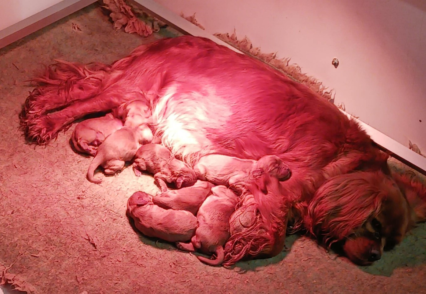 Blue Moon Secrets - Cavalier King Charles Spaniel - Portée née le 05/01/2026