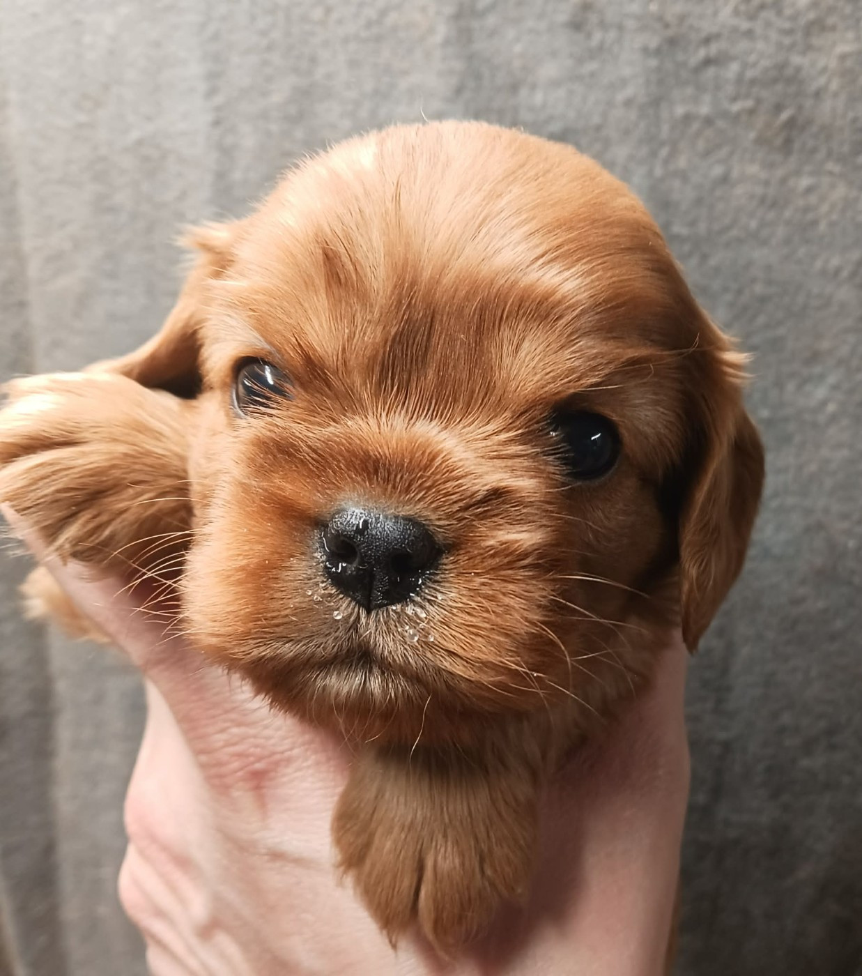 Blue Moon Secrets - Chiots disponibles - Cavalier King Charles Spaniel