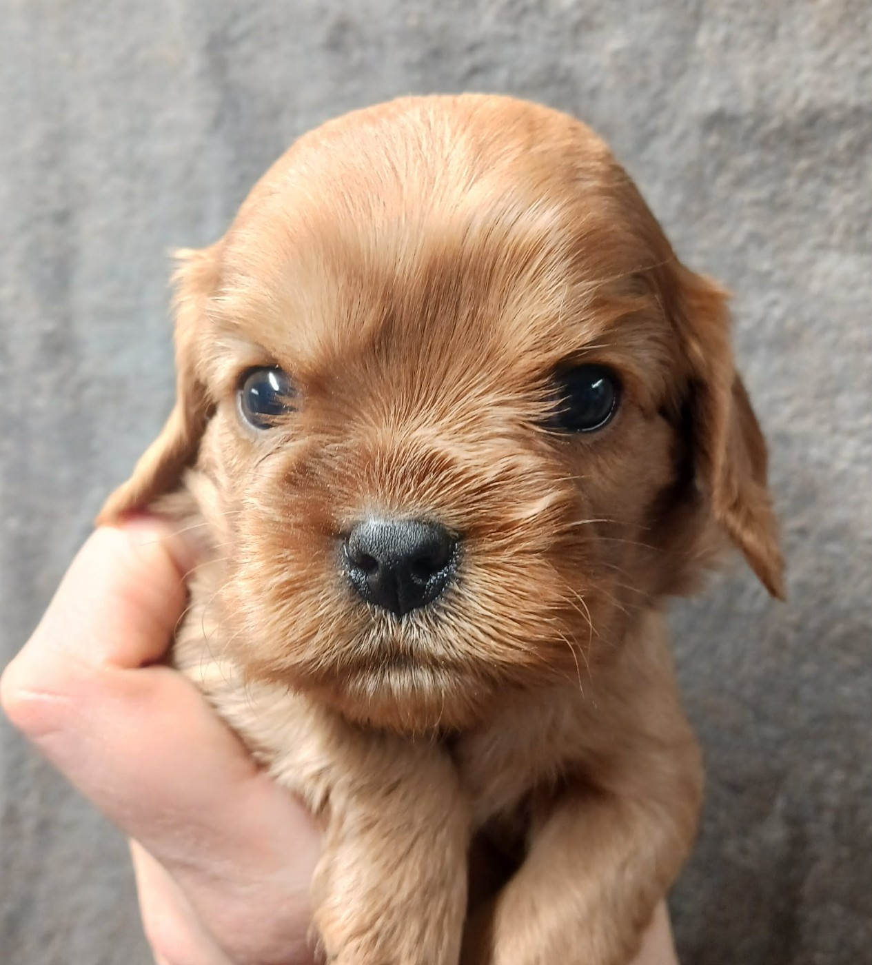 Blue Moon Secrets - Chiots disponibles - Cavalier King Charles Spaniel