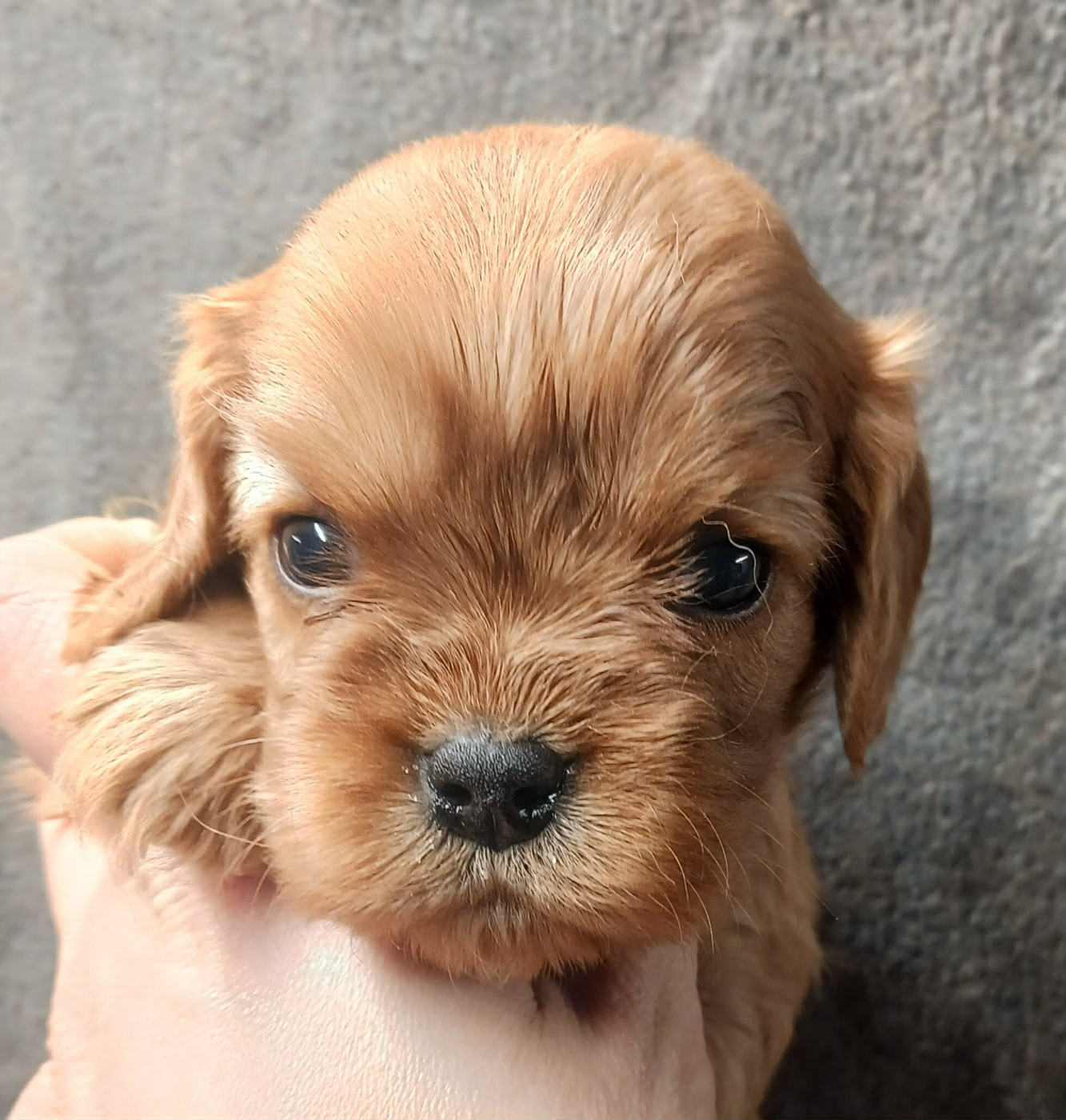 Blue Moon Secrets - Chiots disponibles - Cavalier King Charles Spaniel