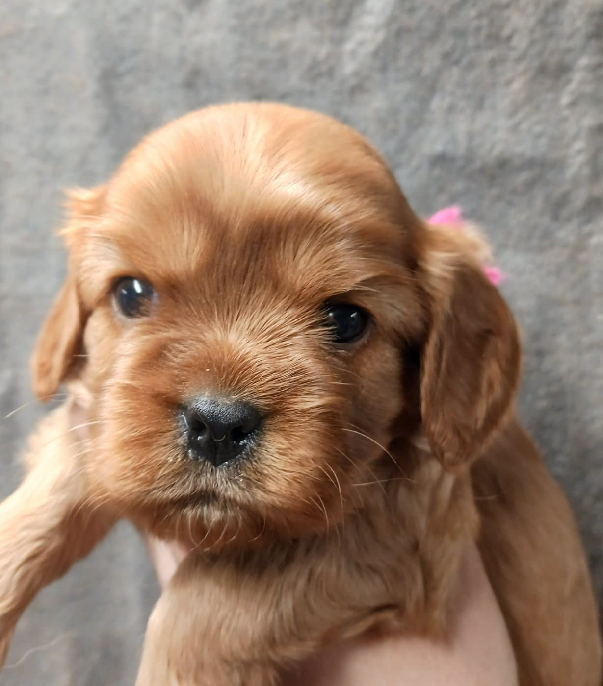 Blue Moon Secrets - Chiots disponibles - Cavalier King Charles Spaniel