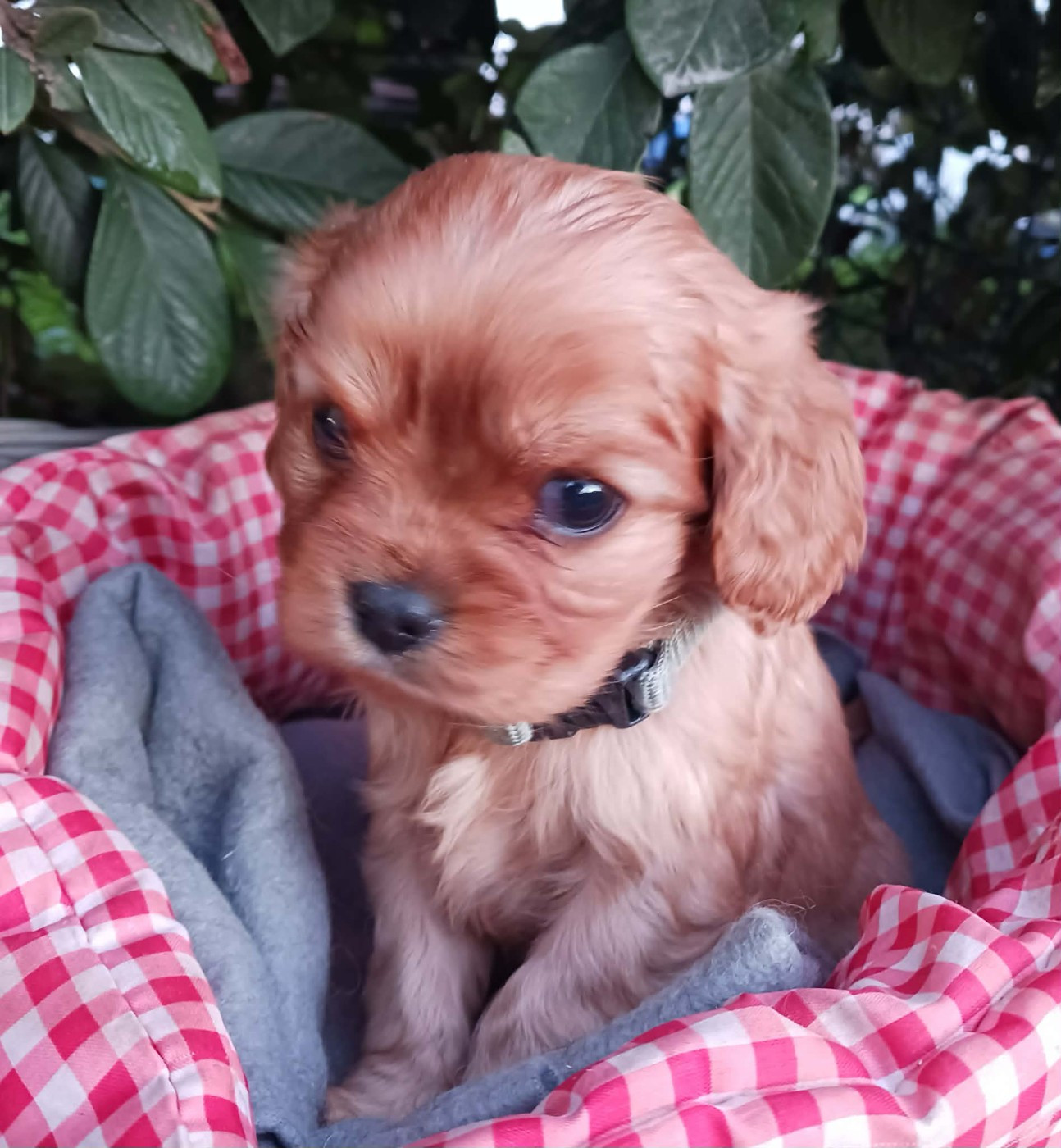 Blue Moon Secrets - Chiots disponibles - Cavalier King Charles Spaniel