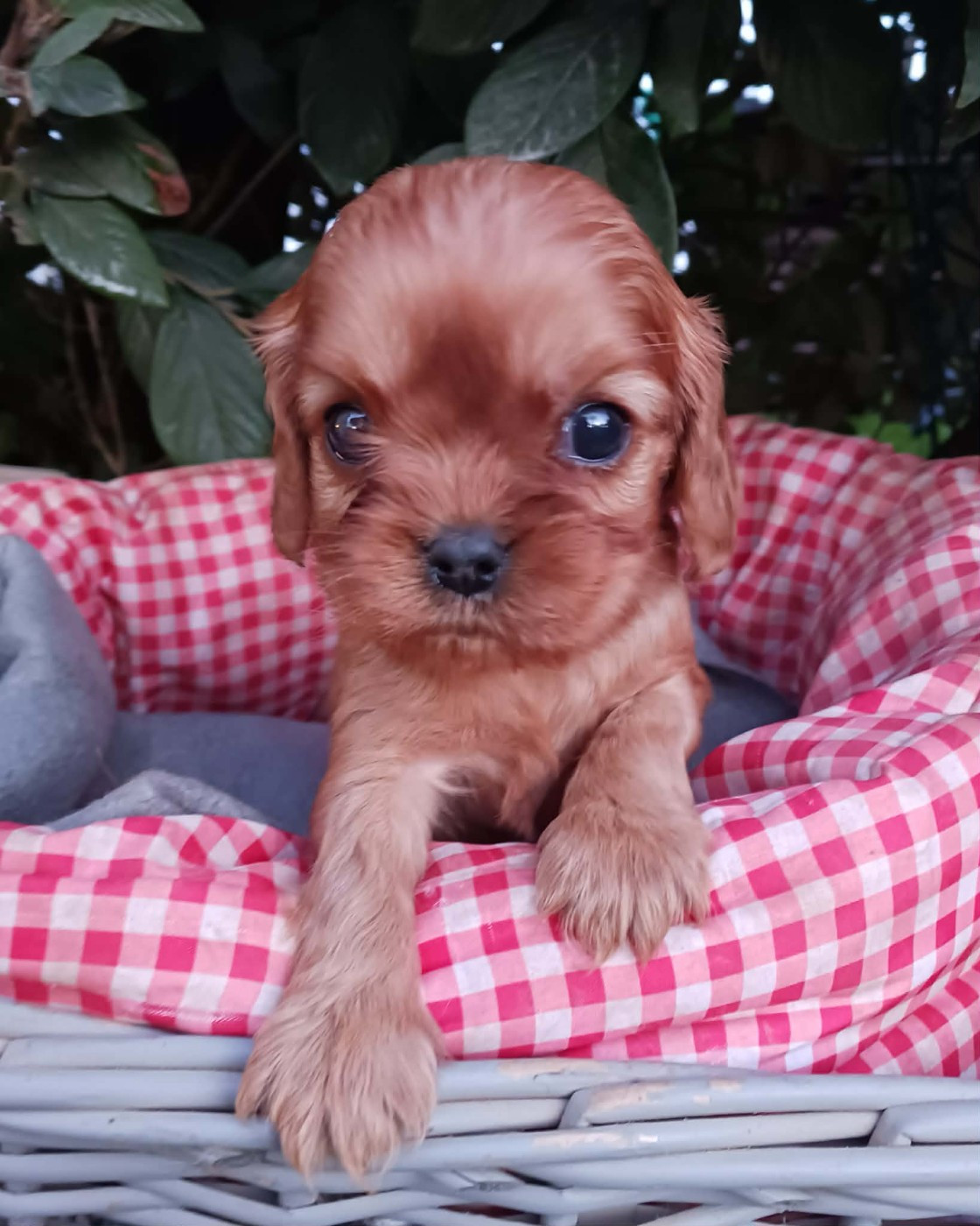 Blue Moon Secrets - Chiots disponibles - Cavalier King Charles Spaniel