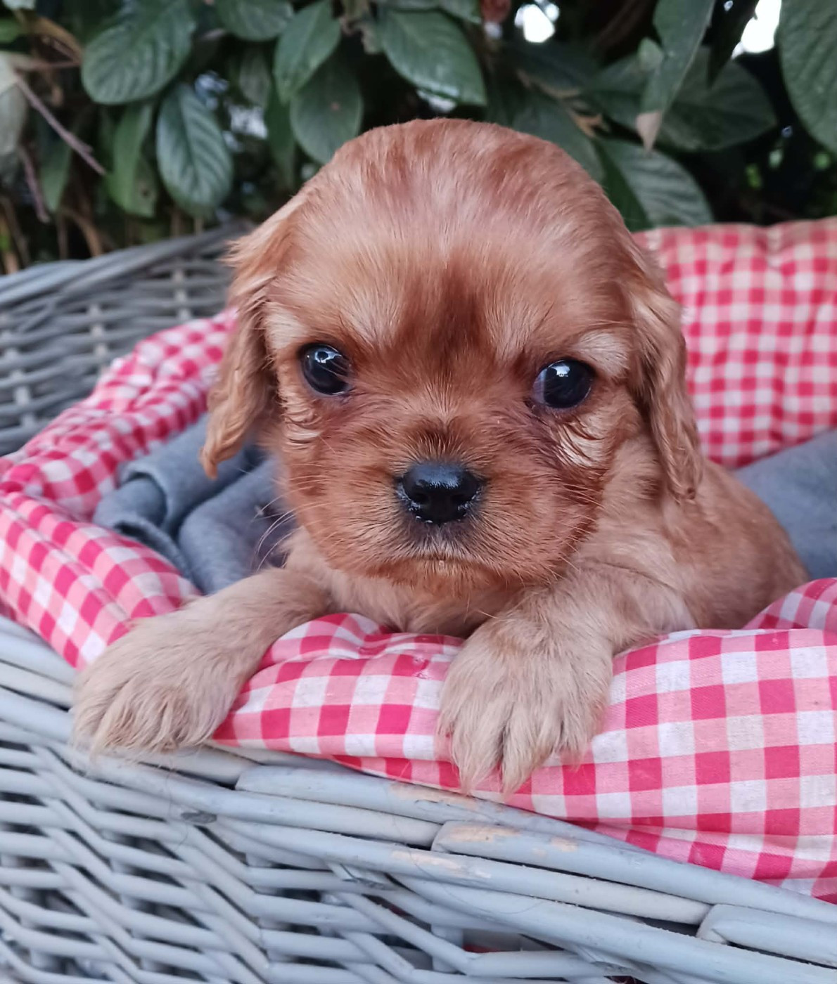 Blue Moon Secrets - Chiots disponibles - Cavalier King Charles Spaniel