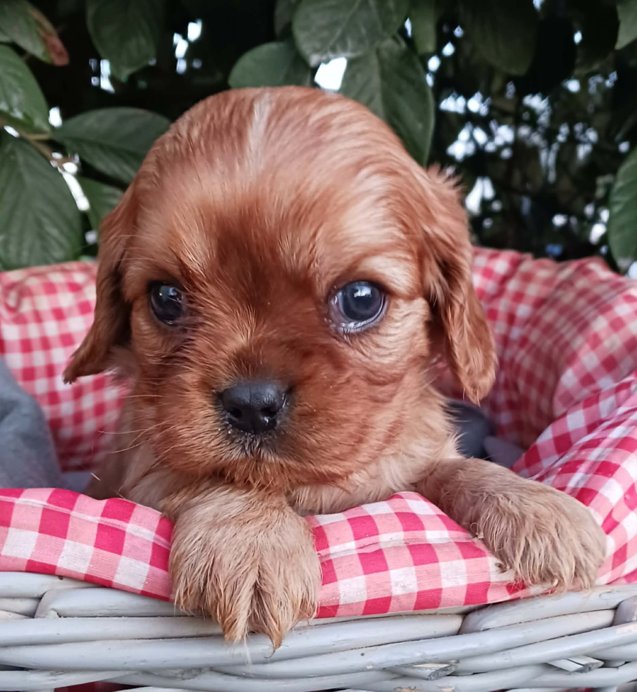 Blue Moon Secrets - Chiots disponibles - Cavalier King Charles Spaniel
