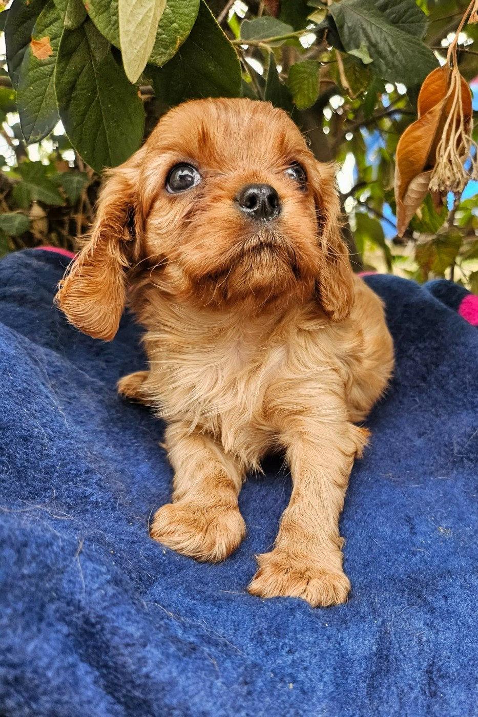 Blue Moon Secrets - Chiots disponibles - Cavalier King Charles Spaniel