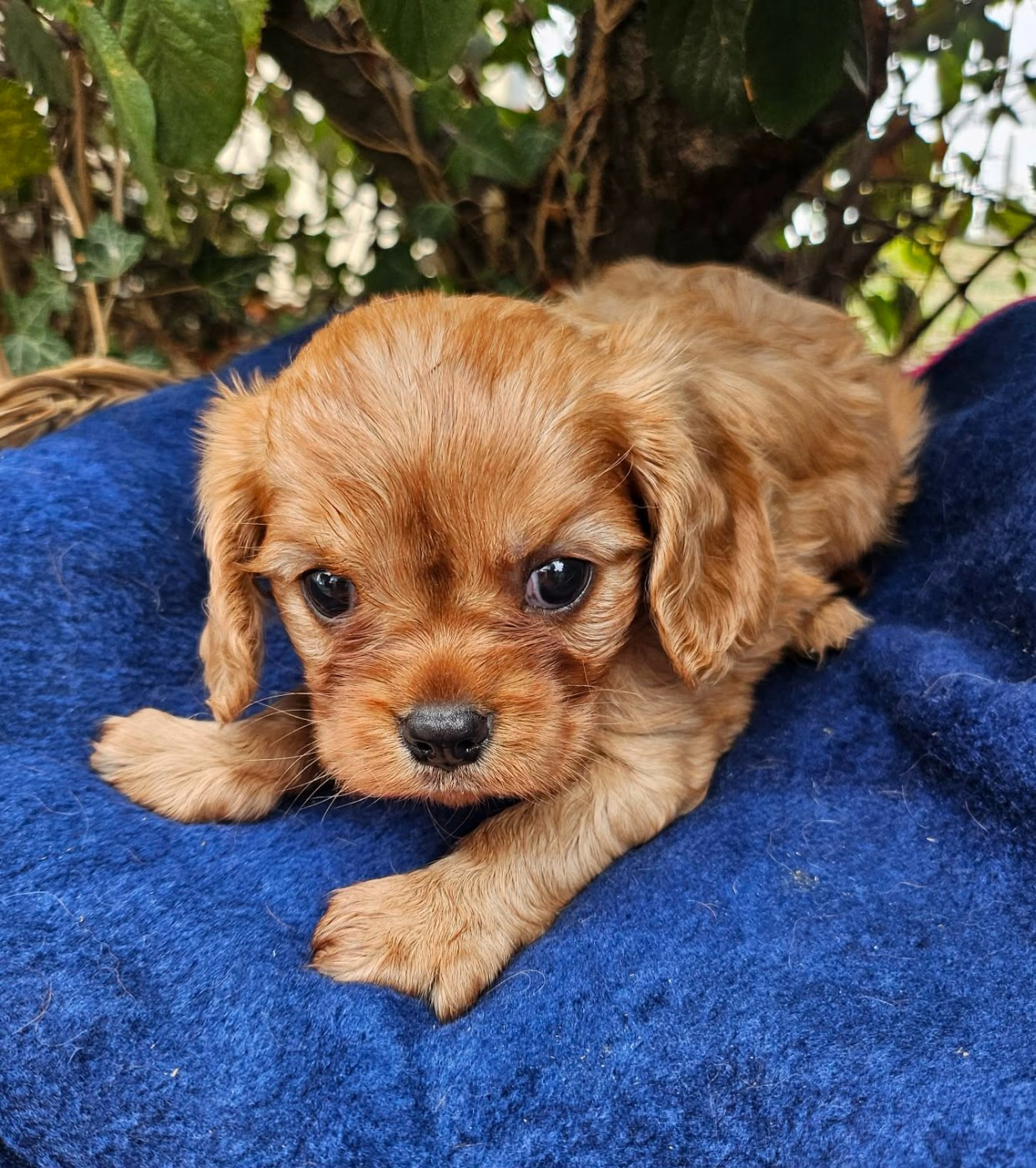 Blue Moon Secrets - Chiots disponibles - Cavalier King Charles Spaniel