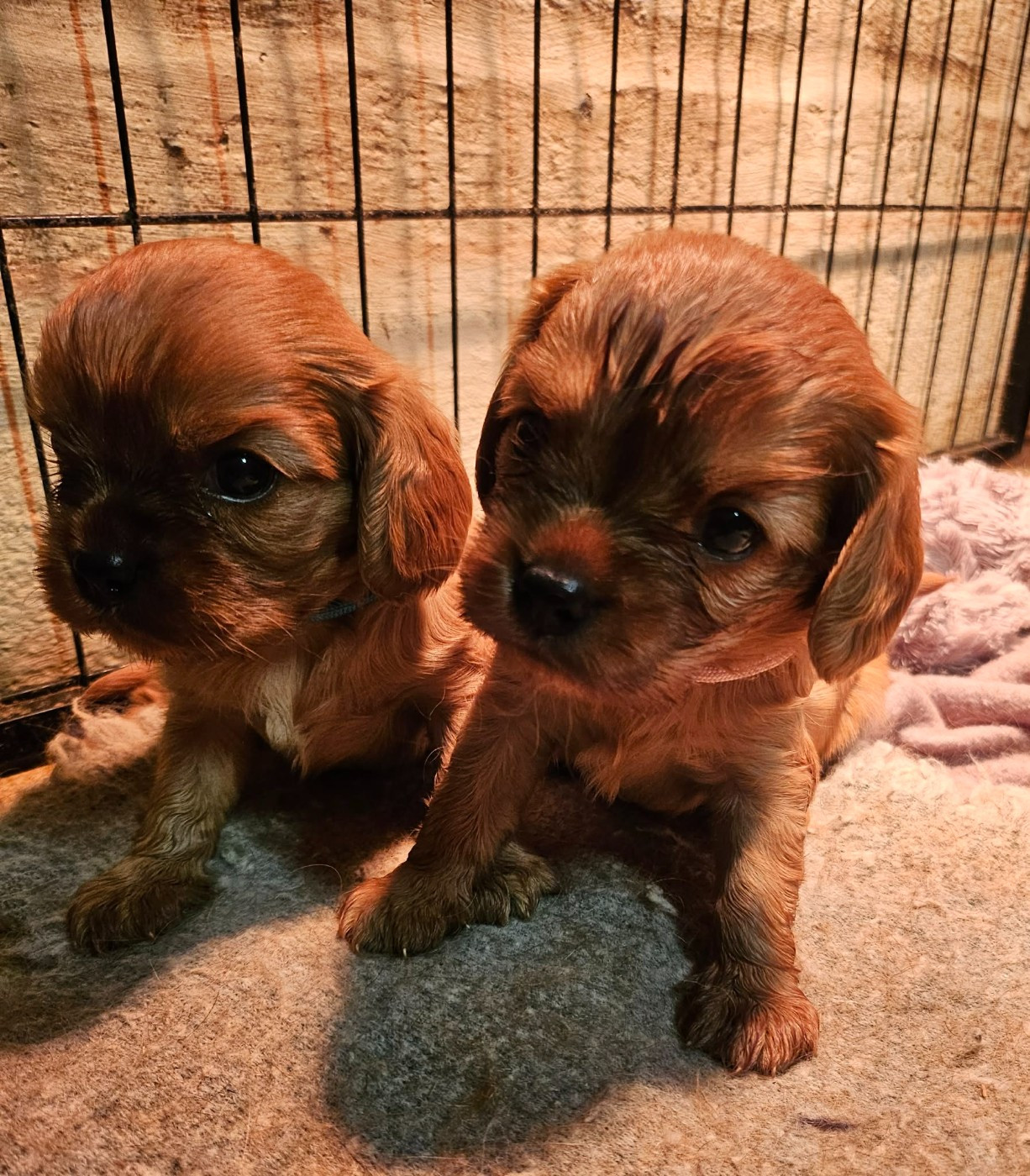 Chiot Cavalier King Charles Spaniel Blue Moon Secrets