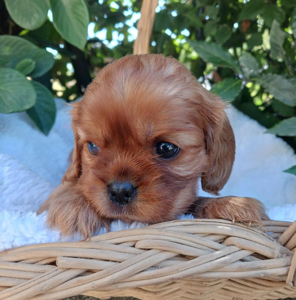Blue Moon Secrets - Chiots disponibles - Cavalier King Charles Spaniel