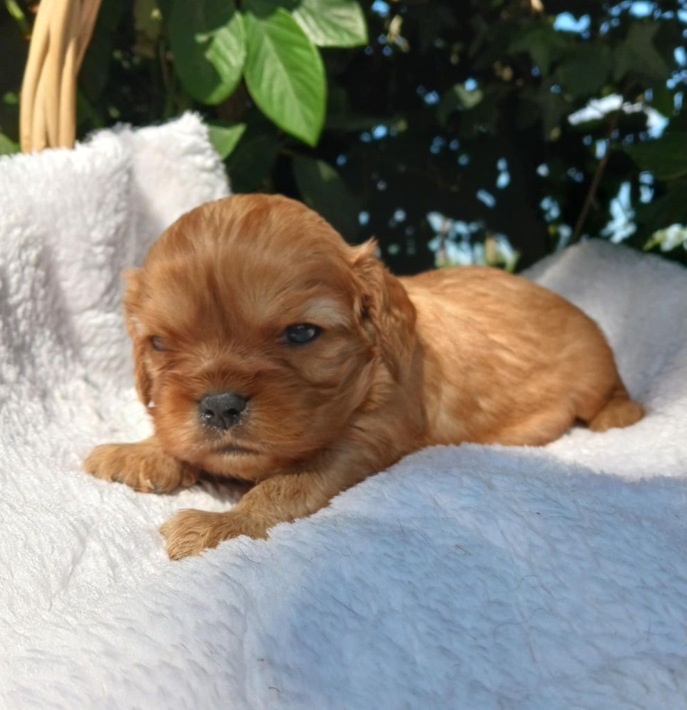 Blue Moon Secrets - Chiots disponibles - Cavalier King Charles Spaniel