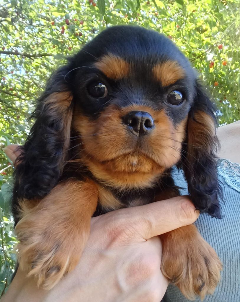 Blue Moon Secrets - Chiots disponibles - Cavalier King Charles Spaniel