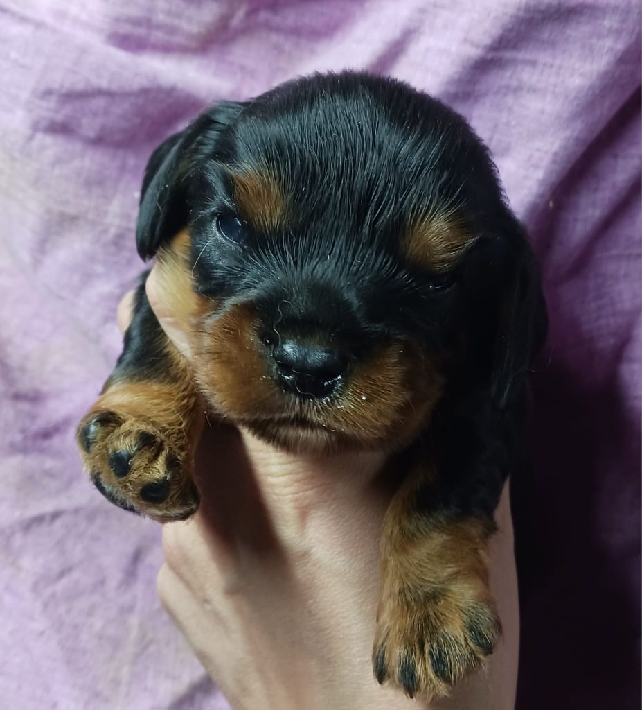 Blue Moon Secrets - Cavalier King Charles Spaniel - Portée née le 24/05/2024