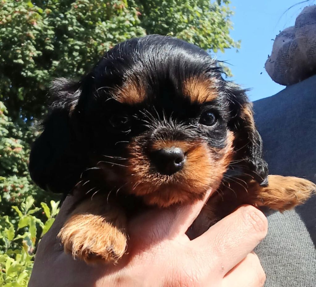 Blue Moon Secrets - Chiots disponibles - Cavalier King Charles Spaniel