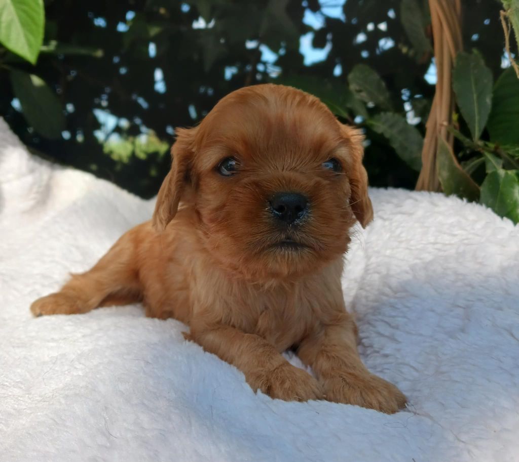 Blue Moon Secrets - Chiots disponibles - Cavalier King Charles Spaniel