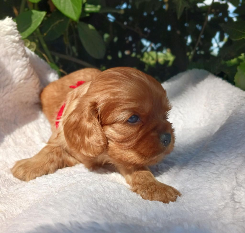 Blue Moon Secrets - Chiots disponibles - Cavalier King Charles Spaniel