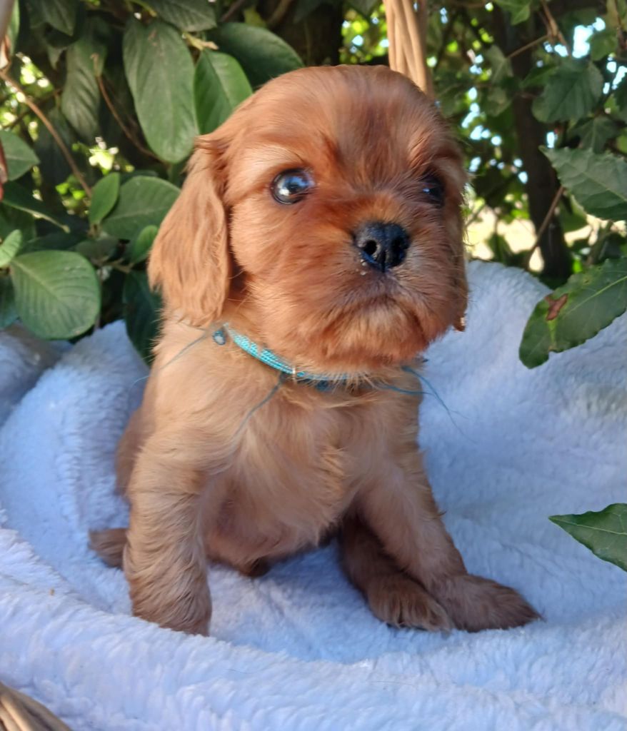 Blue Moon Secrets - Chiots disponibles - Cavalier King Charles Spaniel