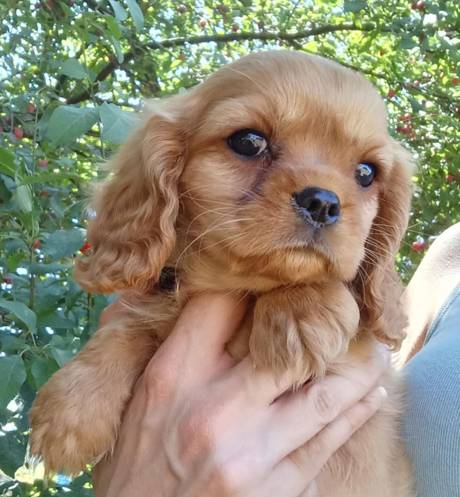 Blue Moon Secrets - Chiots disponibles - Cavalier King Charles Spaniel
