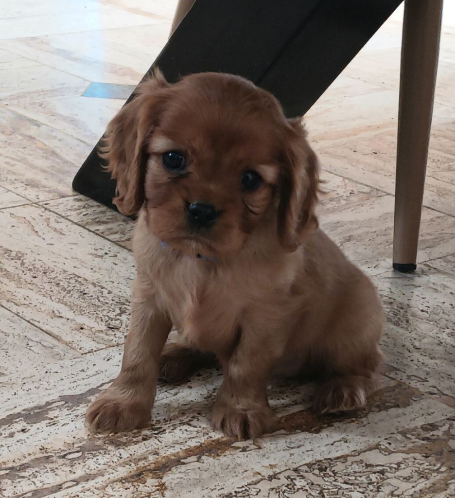Blue Moon Secrets - Chiots disponibles - Cavalier King Charles Spaniel