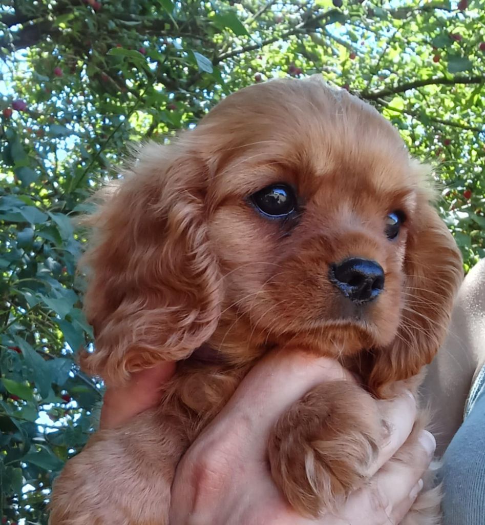 Blue Moon Secrets - Chiots disponibles - Cavalier King Charles Spaniel